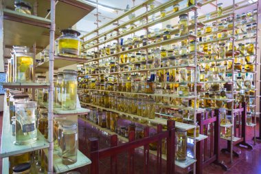 Birçok binlerce tür okyanus Merkezi'nde sergilenen deniz yaşamı