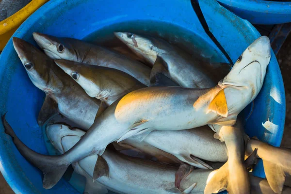 Venta de tiburones en los mercados de diferentes ciudades de Goa —  Fotos de Stock