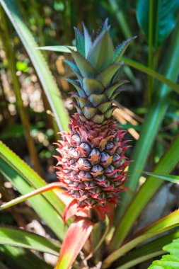 Ananas bir plantasyonda yetişen