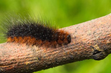 Bir dal sürünen kahverengi tırtıl