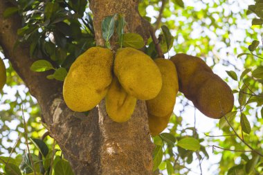  Hindistan ormanlarında ağaçlarda nefesi