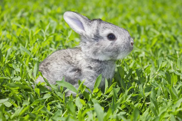 Pequeño conejo gris en el césped verde — Foto de Stock