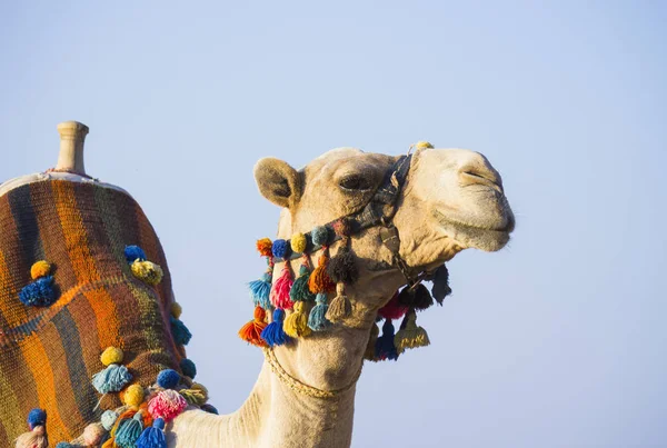 The muzzle of the African camel — Stock Photo, Image