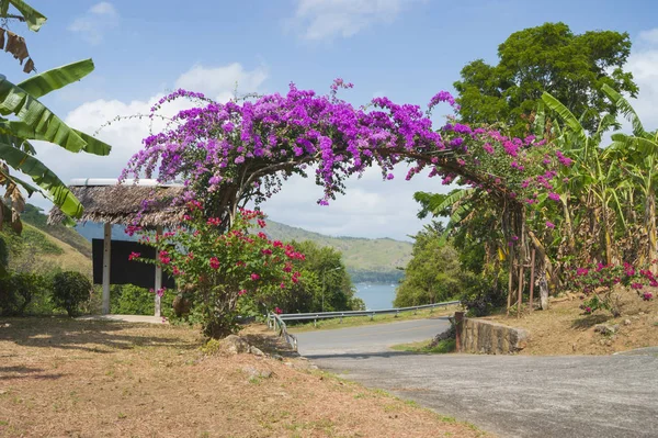 Arco de flores púrpuras en Tailandia —  Fotos de Stock