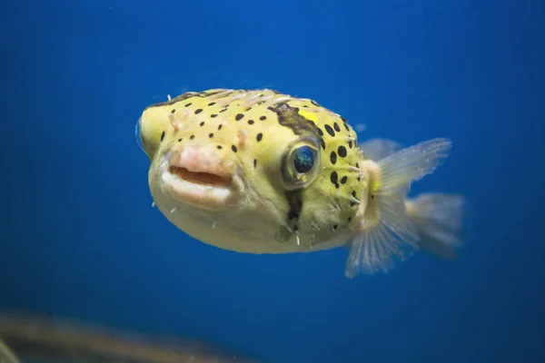 Peixe em um aquário no Museu Nacional Oceanográfico do Viet — Fotografia de Stock