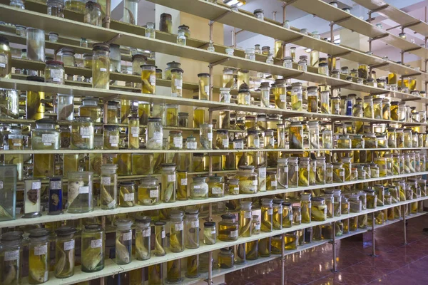 Birçok binlerce tür okyanus Merkezi'nde sergilenen deniz yaşamı