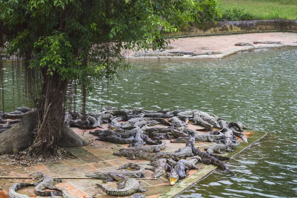 Wód powierzchniowych na farmę krokodyli w Dalat. — Zdjęcie stockowe