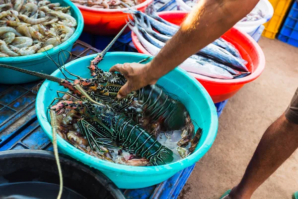 Sale of lobsters in the markets of India — Stock Photo, Image