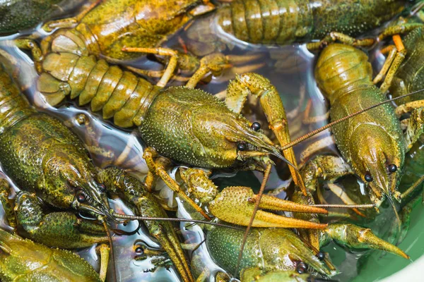 Rastros vivos de cangrejo en el agua — Foto de Stock