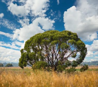 Tarladaki yalnız ağaç. 