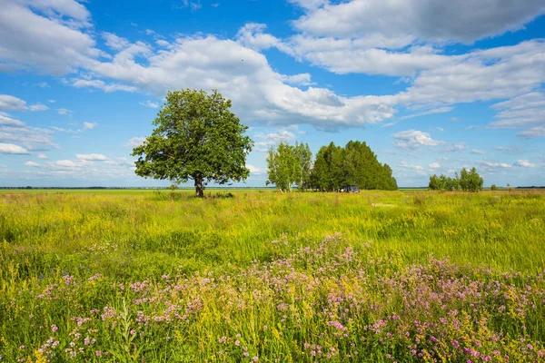 Trees in the middle of the green field — Stock Photo, Image