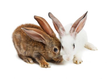 tavşan mutlu yeni yıl