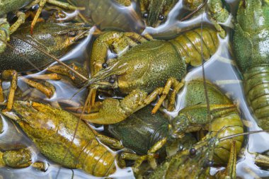 Suda canlı kerevides gezinme