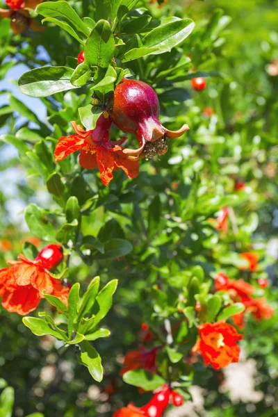 Flowering plantation of pomegranate in the valleys of Turkey — Stock Photo, Image