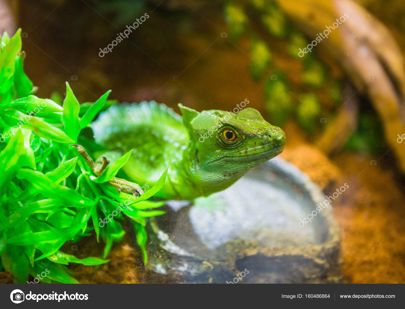 The green lizard in a terrarium at resort Vinpearl Stock Photo by ...