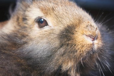 Mavi gökyüzünün arka planında gri tavşan
