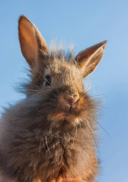 Conejo gris sobre fondo — Foto de Stock
