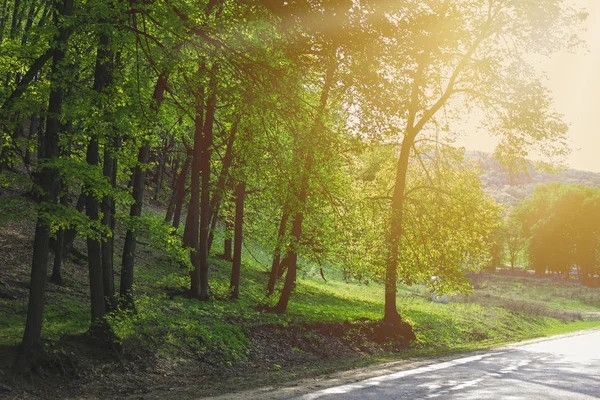 Arbres dans une forêt verte — Photo