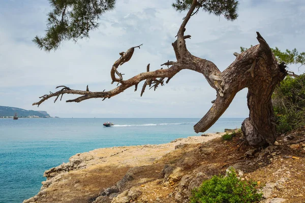 トルコの地中海の海岸の松します — ストック写真