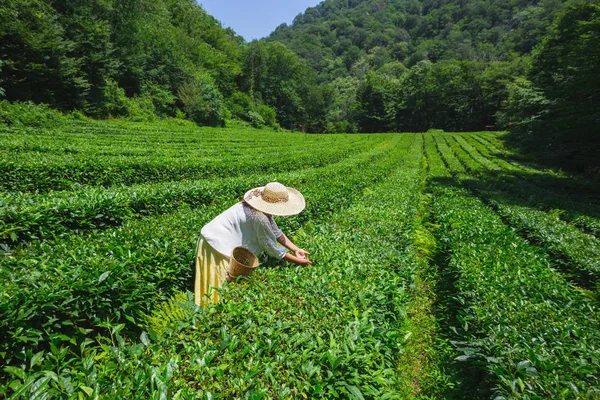Junge Frau Sammelt Tee Auf Einer Plantage Der Schwarzmeerküste Des — Stockfoto
