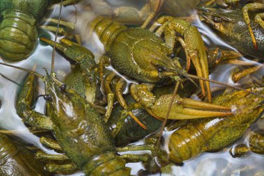 Canlı gezinme büyük bir konteyner suda crawfish