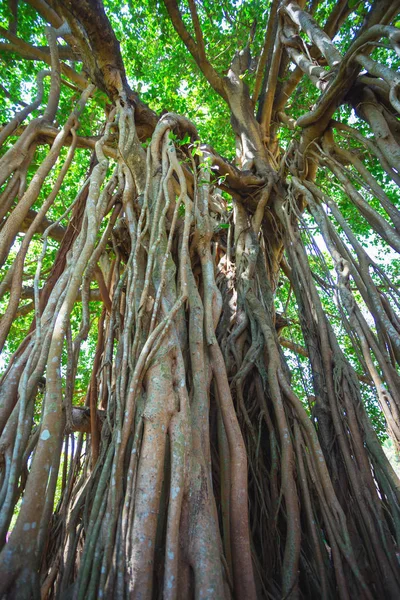 Árbol Sagrado Selva India Goa — Foto de Stock