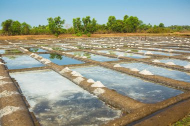 Hindistan, Goa, 14 Mart 2017. Hindistan'da bir çiftlikte tuz üretimi