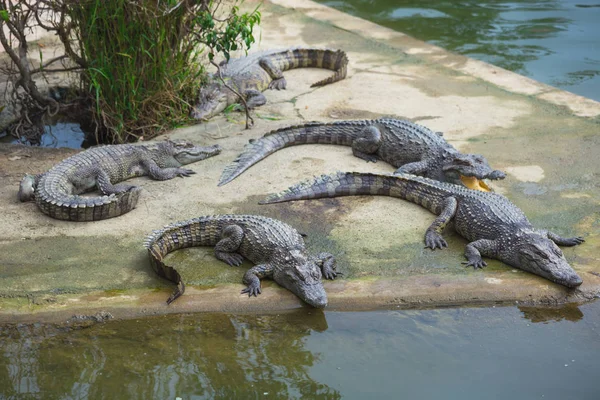 Plans d'eau sur la ferme des crocodiles à Dalat . — Photo