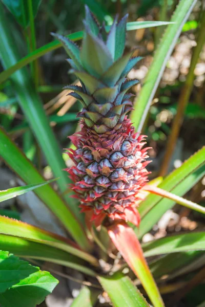 Ananas växer på en plantage — Stockfoto