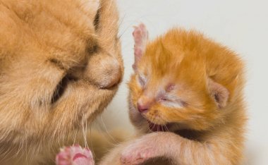  Yetişkin bir kedi ve yavru kedi derin eachoth bakarak portre