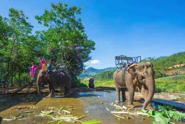 Vietnam, 27 Kasım 2014; Filler Dalat uzak olmayan çiftlik. 