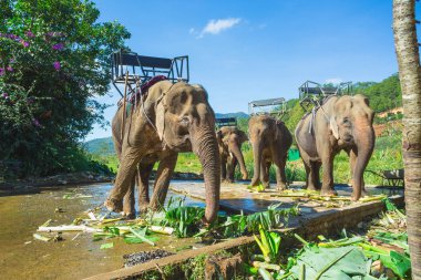 Filler Dalat uzak olmayan çiftlik