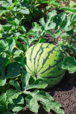 karpuz kavun yeşil sahada