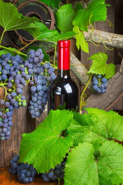 Uma garrafa de vinho tinto no fundo das uvas — Fotografia de Stock