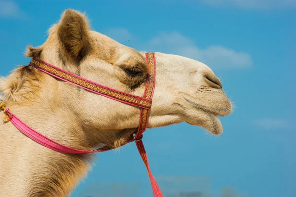 The muzzle of the African camel — Stock Photo, Image