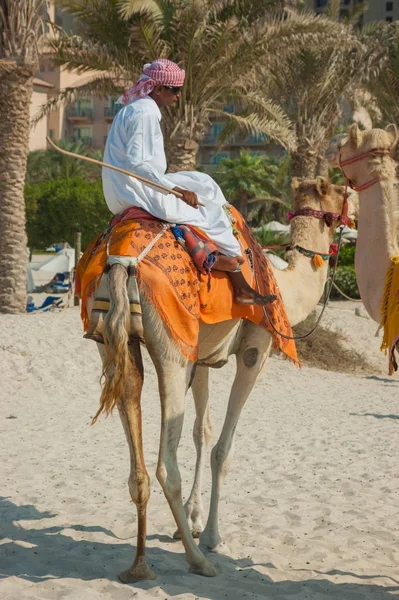 Arab with camel on the beach in Dubai — Stock Photo, Image