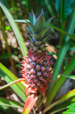 Ananas bir plantasyonda yetişen