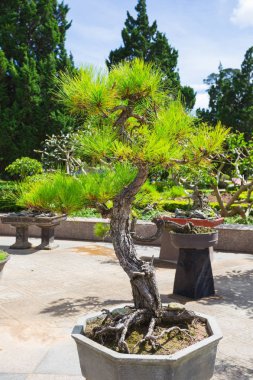 Bonsai çiçek parkta