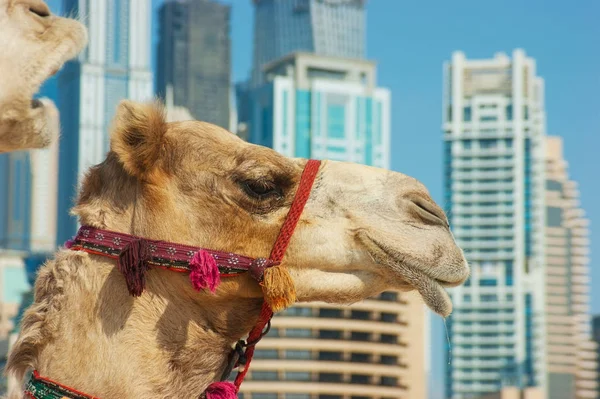 The muzzle of the African camel — Stock Photo, Image