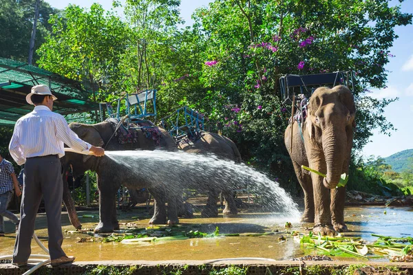 Filler Dalat uzak olmayan çiftlik