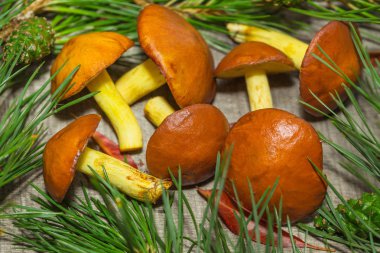 Çamın dalları ile natürmort tereyağlı mantar