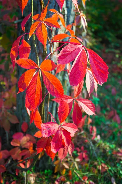 Красные листья дикого винограда на деревьях в парке — стоковое фото