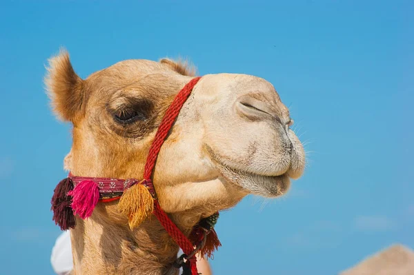Muzzle African Camel Close — Stock Photo, Image