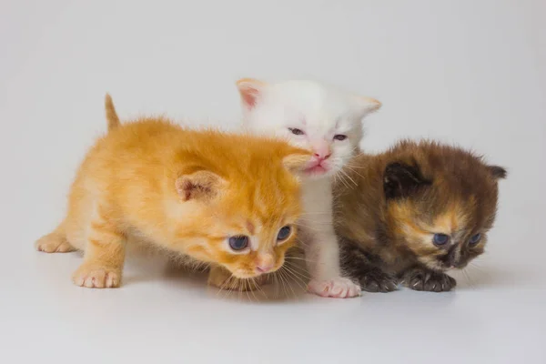 Iki Saat Üzerinden Sadece Yeni Doğan Yavru Kedi — Stok fotoğraf