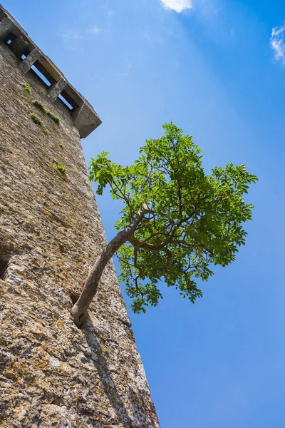 Lobo Fortaleza Guaita Torre Más Antigua Famosa San Marino —  Fotos de Stock