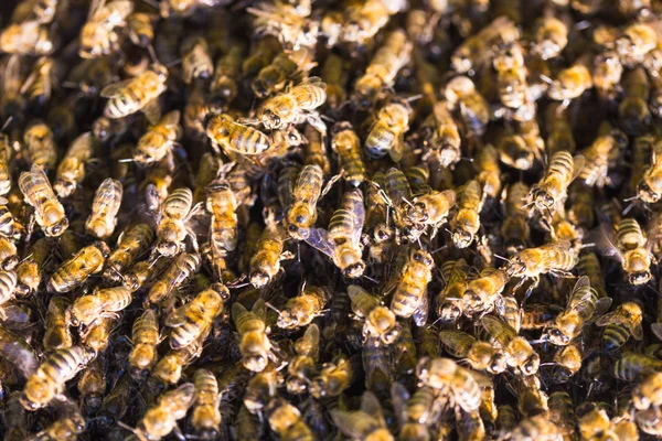 Närbild Arbetande Bina Honungsceller — Stockfoto