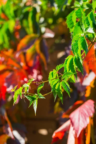 Красные Листья Дикого Винограда Парке Осенний Сезон — стоковое фото