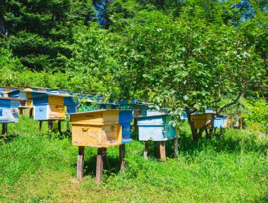 Kafkasya eteklerinde dağ çayır üzerinde arı kovanı