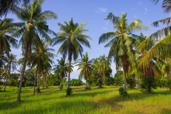 一个晴朗的天在泰国椰子树木的格罗夫 — 图库照片