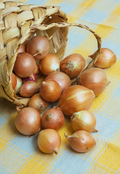 Goldene Zwiebelzwiebeln Weidenkorb — Stockfoto